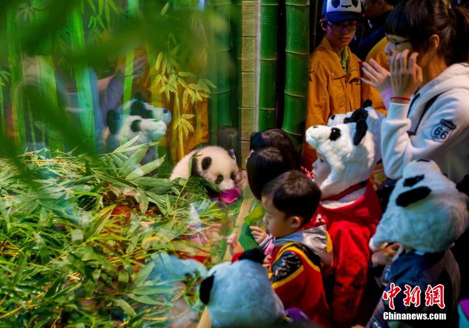 广东首只本土出生熊猫宝宝满120日 首公开与市民见面