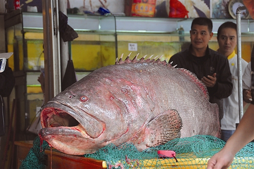 广西北海渔民捞起105公斤石斑鱼 近乎绝迹