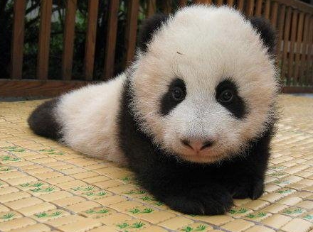 广东籍熊猫宝宝首度公开亮相