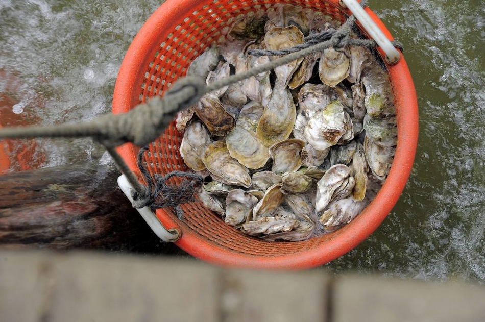 美国：马里兰州牡蛎养殖场[组图]
