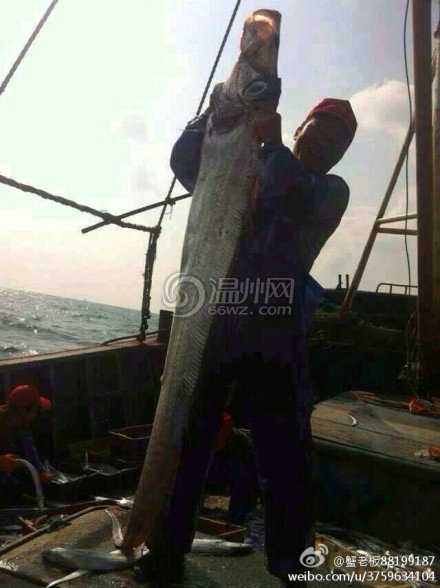 浙江渔民在东海捕获“带鱼王” 长2.34米