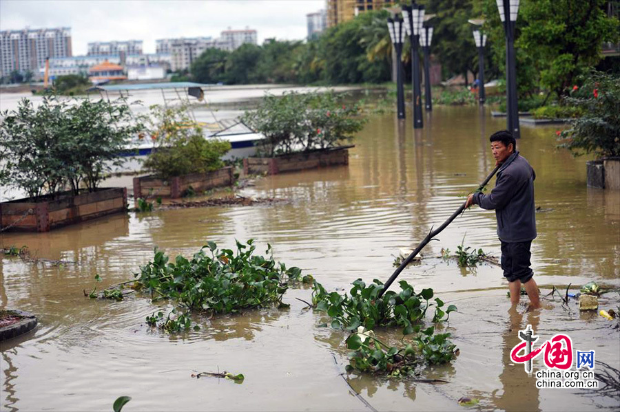 海南隆冬现罕见强降雨[组图]图为2013年12月15日，海南琼海，一位市民在清理暴涨的河水带来的水浮莲。