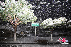 2013年12月15日，云南大理州，大理古城也飘起了鹅毛般的雪花。大理学院古城校区已经出现5厘米多的积雪。杨峥/CFP