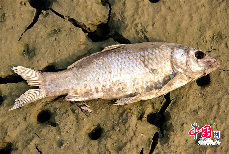 图为2013年12月14日，死鱼躺在胥浦河河床龟裂上。中国网图片库周晓明 摄影