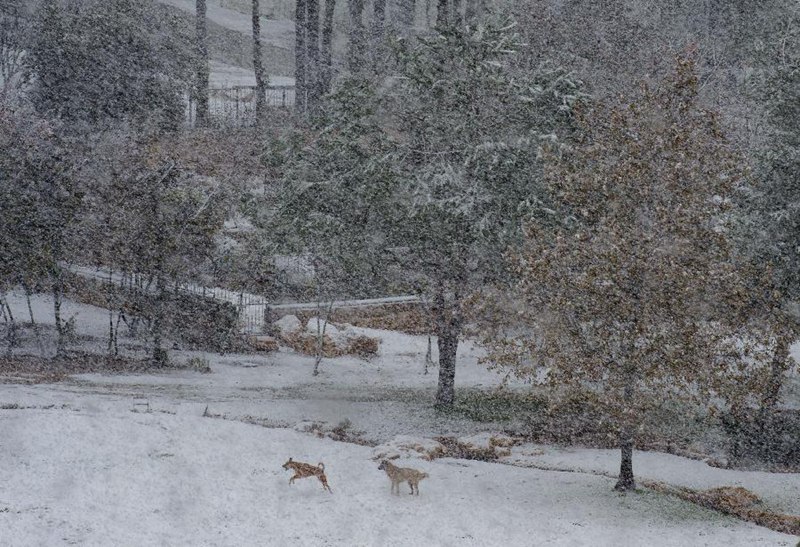 百年一遇大雪突襲中東 開羅112年來首次下雪