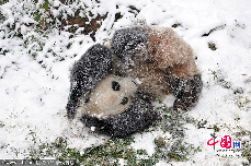 2013年12月16日，昆明市迎来一场降雪，在云南野生动物园内，大熊猫思嘉和美茜在雪中开心地玩耍，这也是两只大熊猫来云南遇上的第一场雪。