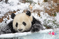 2013年12月16日，昆明市迎来一场降雪，在云南野生动物园内，大熊猫思嘉和美茜在雪中开心地玩耍，这也是两只大熊猫来云南遇上的第一场雪。