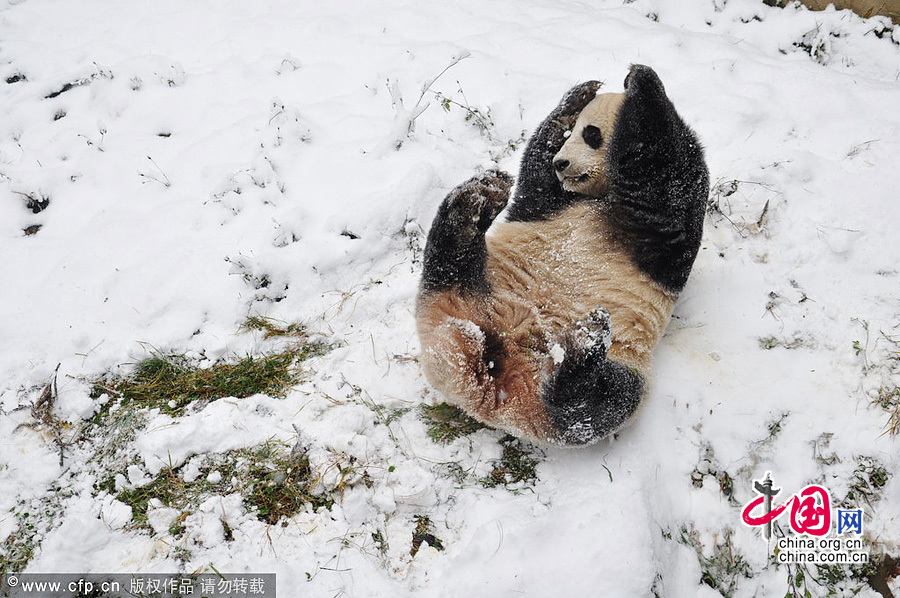 2013年12月16日，昆明市迎来一场降雪，在云南野生动物园内，大熊猫思嘉和美茜在雪中开心地玩耍，这也是两只大熊猫来云南遇上的第一场雪。思嘉和美茜在雪中打滚卖萌，还时不时抱住雪块不肯松手，表情萌翻。
