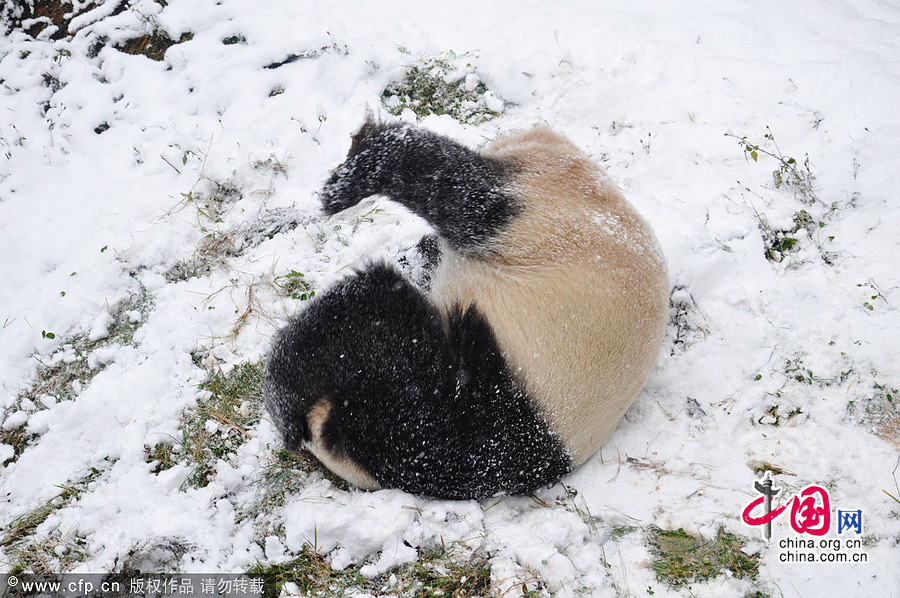 2013年12月16日，昆明市迎来一场降雪，在云南野生动物园内，大熊猫思嘉和美茜在雪中开心地玩耍，这也是两只大熊猫来云南遇上的第一场雪。思嘉和美茜在雪中打滚卖萌，还时不时抱住雪块不肯松手，表情萌翻。