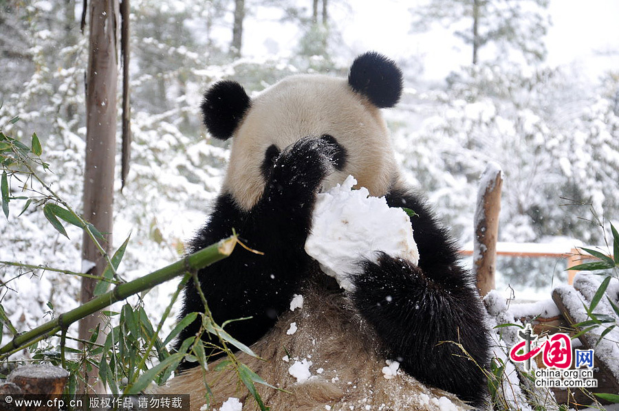 2013年12月16日，昆明市迎來一場降雪，在雲南野生動物園內，大熊貓思嘉和美茜在雪中開心地玩耍，這也是兩隻大熊貓來雲南遇上的第一場雪。思嘉和美茜在雪中打滾賣萌，還時不時抱住雪塊不肯松手，表情萌翻。