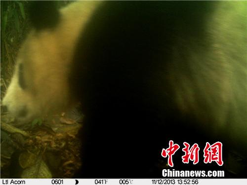 四川屏山老君山国家级自然保护区发现野生大熊猫