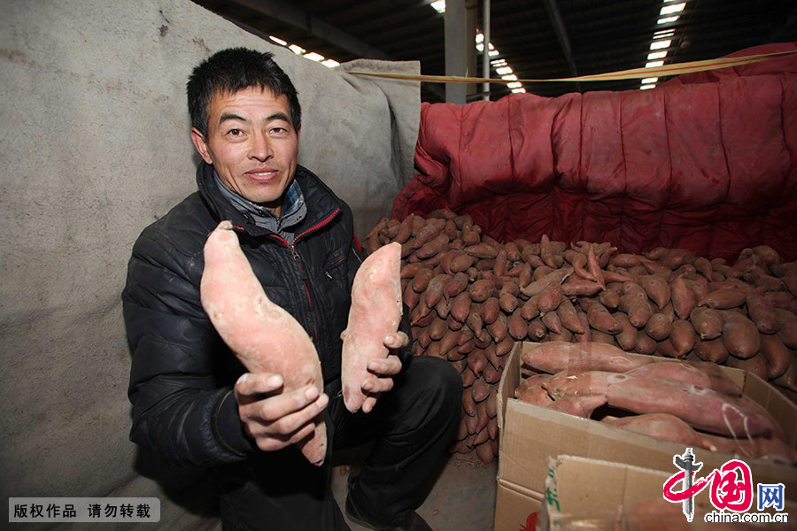 隔一天，孫維革要去農貿市場進一次貨，他挑選出適合烤的紅薯。中國網圖片庫 澎湃/攝