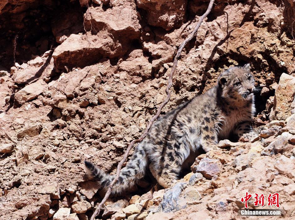 青海攝影愛好者成功拍到野生雪豹