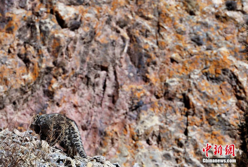 青海摄影爱好者成功拍到野生雪豹