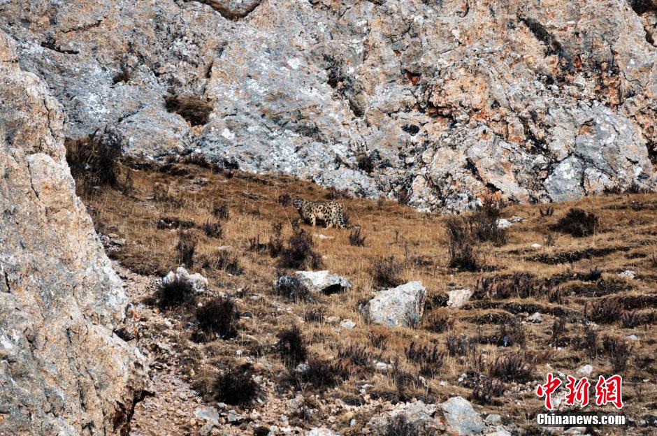 青海摄影爱好者成功拍到野生雪豹