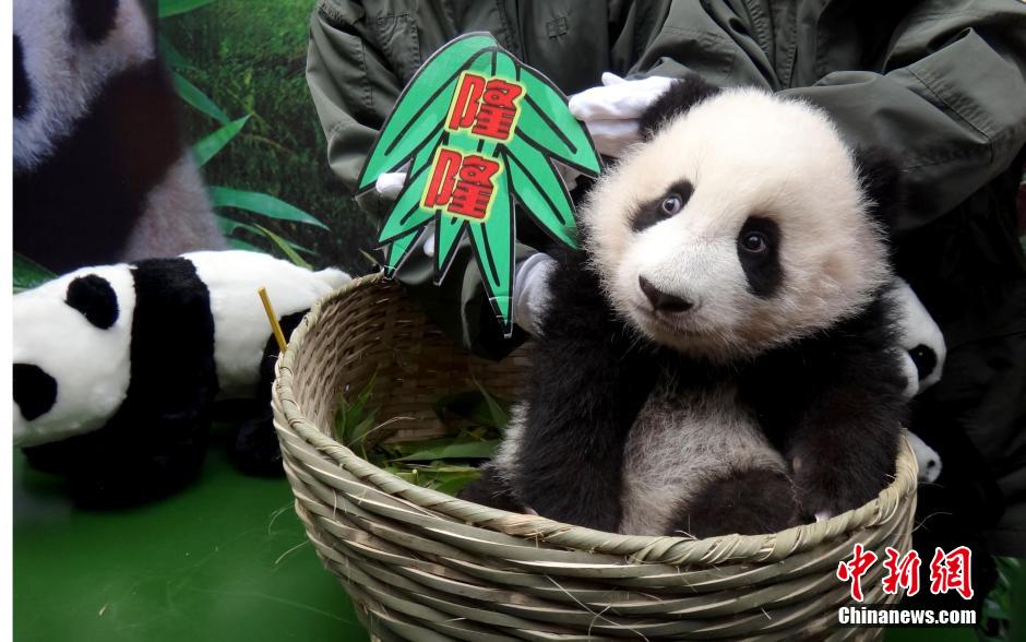 广东首只本土出生熊猫宝宝获名“隆隆”