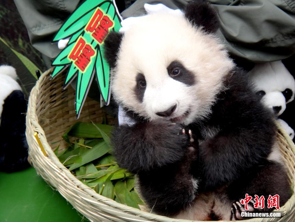 廣東首只本土出生熊貓寶寶獲名“隆隆”