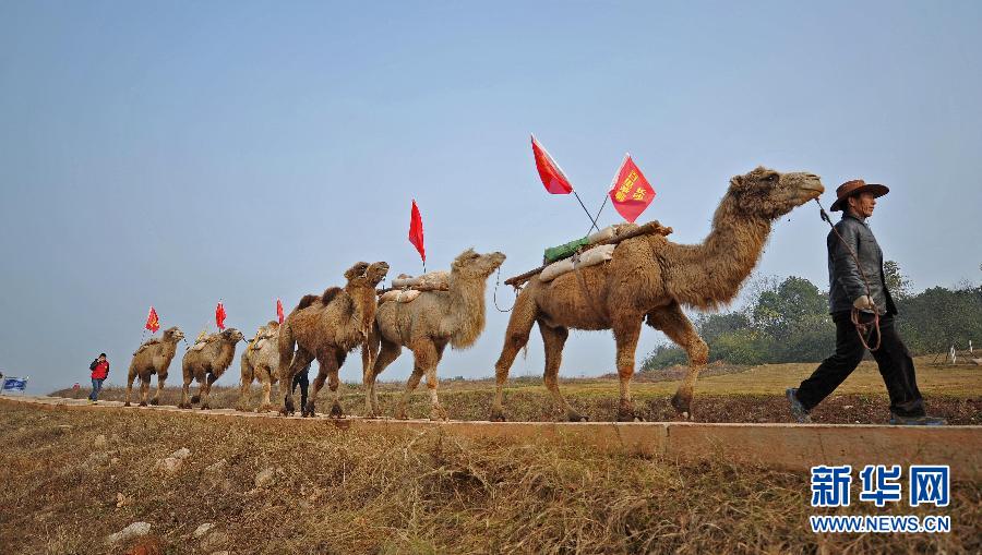 百峰骆驼驮负中国茶重走"茶叶之路[组图]