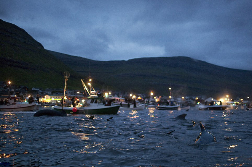 丹麦小岛迎传统屠鲸节 血染大海