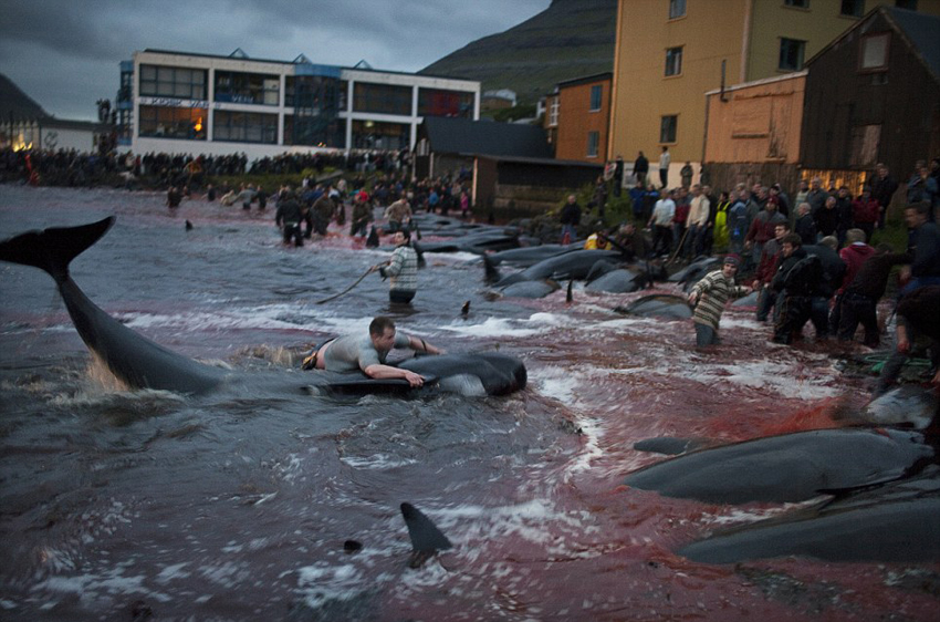 丹麦小岛迎传统屠鲸节 血染大海