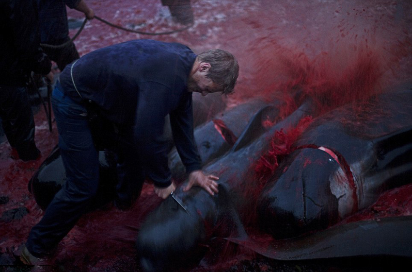 丹麦小岛迎传统屠鲸节 血染大海