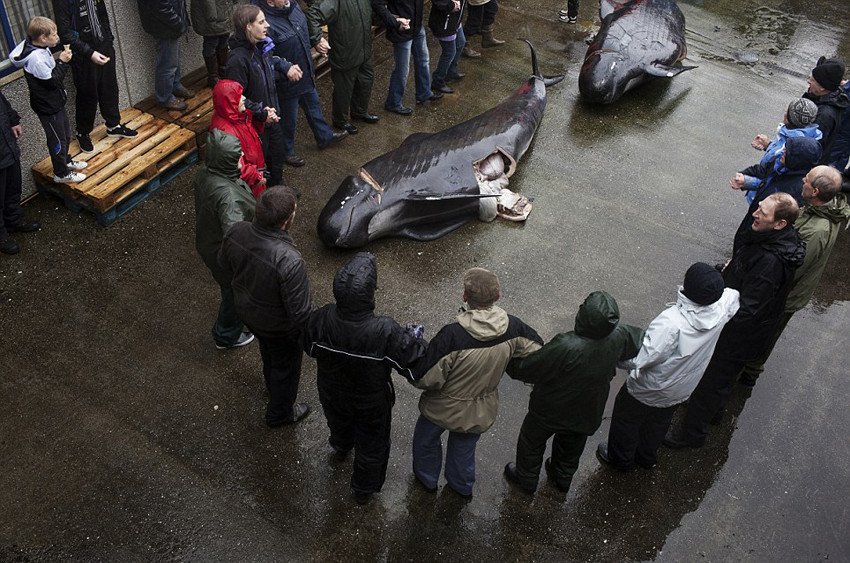 丹麦小岛迎传统屠鲸节 血染大海