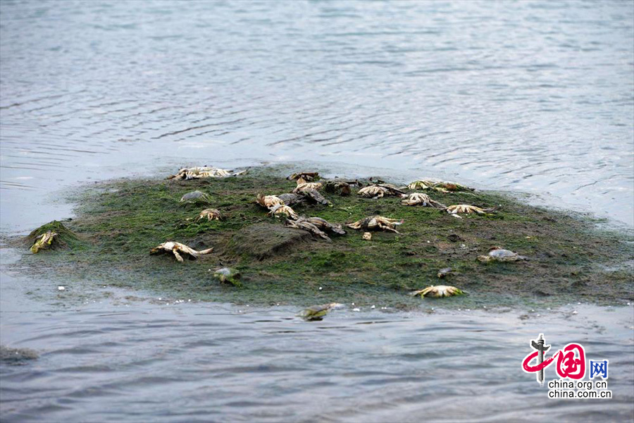 2013年12月21日，山东青岛开发区十字路园社区居民孙明良靠近原油泄露海边的养殖池内养殖的螃蟹大量死亡。