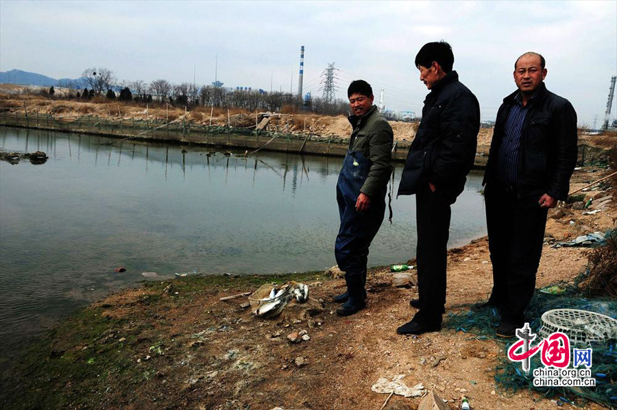 2013年12月21日，山东青岛开发区十字路园社区养殖户在查看张明礼靠近泄漏原油海岸养殖池中死亡的鱼类。