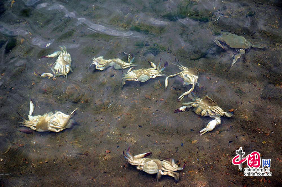 2013年12月21日，山东青岛开发区十字路园社区居民孙明良靠近原油泄露海边的养殖池内养殖的螃蟹大量死亡。