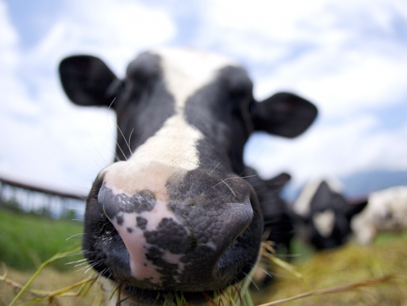 液态奶价格上涨:养牛散户退出 原料奶供应不足