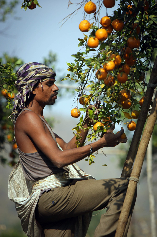 印度：那格浦尔“柑橘熟了”[组图]