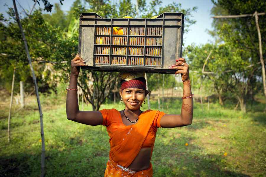 印度：那格浦尔“柑橘熟了”[组图]