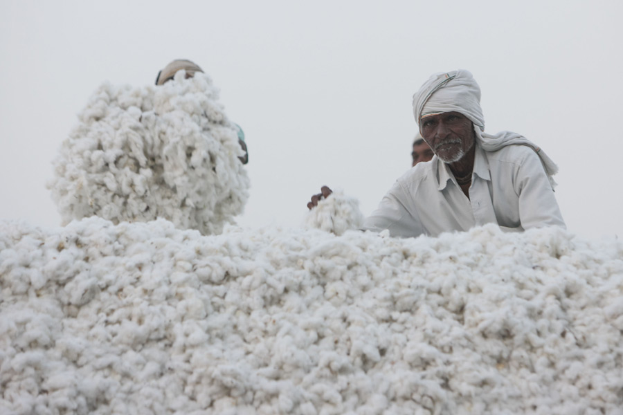 印度：那格浦尔市 棉花收获季[组图]