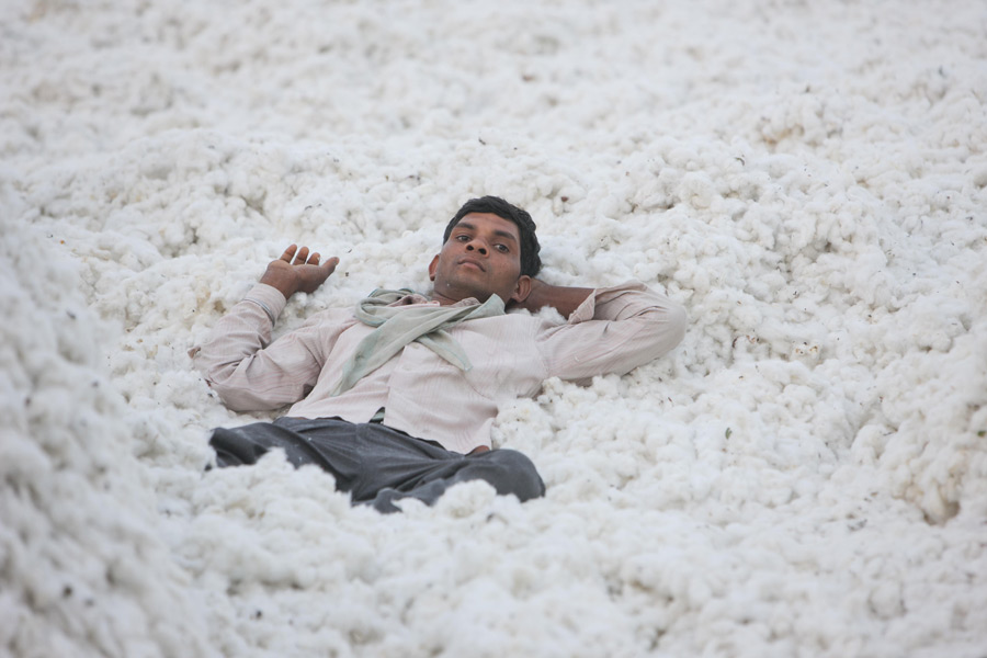 印度：那格浦爾市 棉花收穫季[組圖]