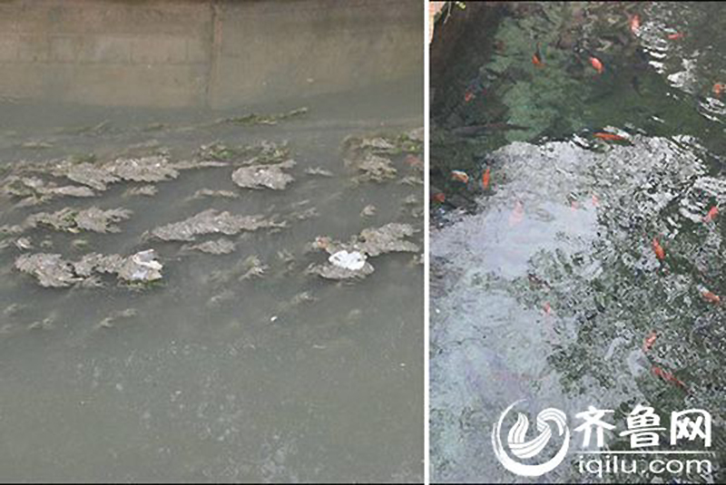 濟南趵突泉公園泉水河道被污染