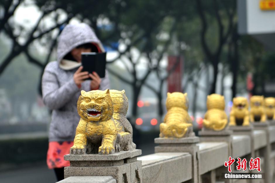 苏州现“土豪金”石狮子，吸引过往民众围观。图为12月26日，苏州三香路虎啸桥上，市民拍摄“土豪金”石狮子。