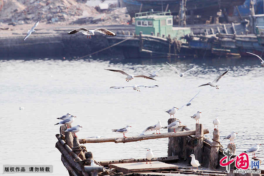 新的一年即將來臨，回歸青島的海鷗開始在碼頭上越冬，碼頭周邊拆遷重建業也已經開始。漁村的面貌行將轉變，漁民們的生活也將發生改變。中國網圖片庫 王海濱/攝