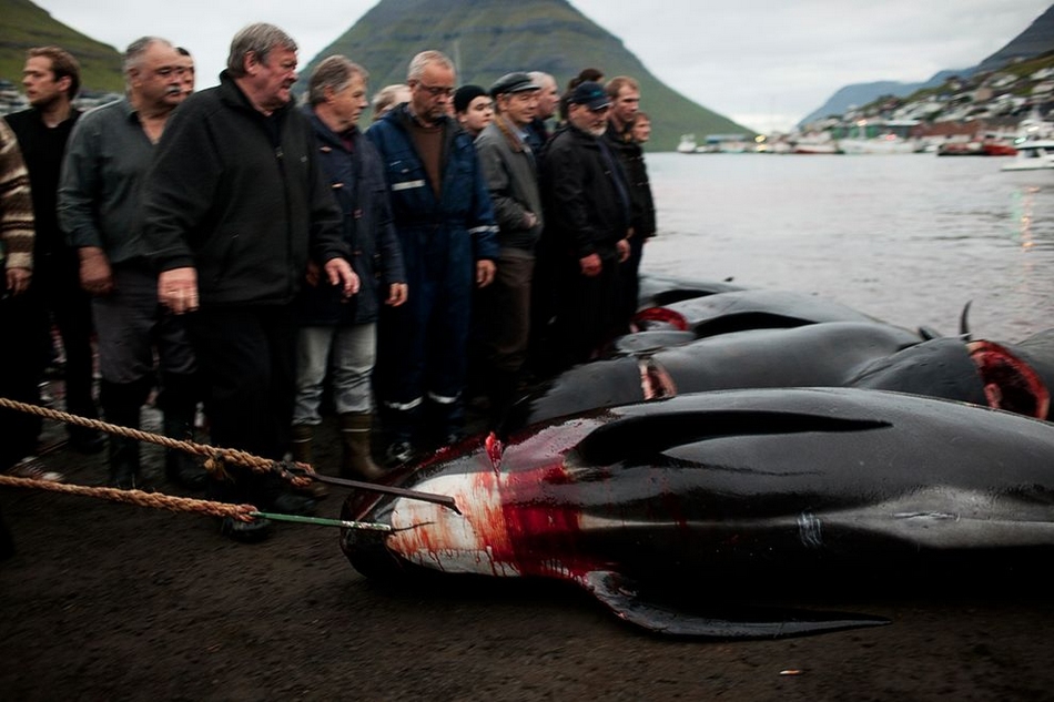血染海湾法罗群岛的杀鲸传统组图