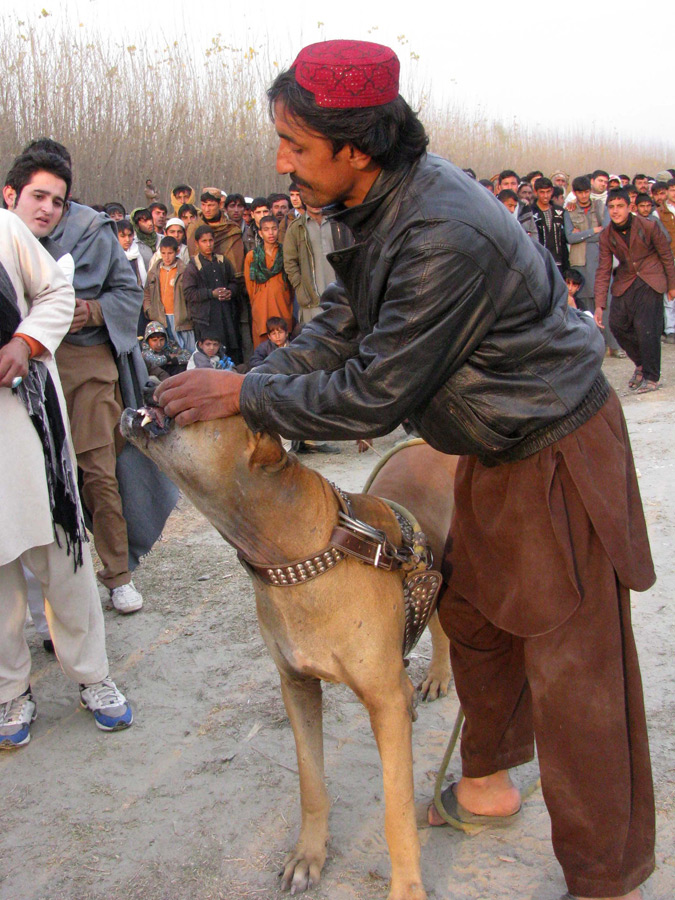 阿富汗:斗狗比赛[组图]