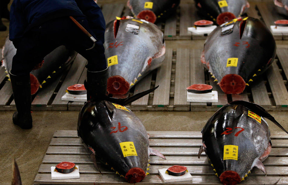 日本新年金枪鱼第一拍736万成交 创今年最高价