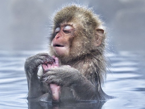 日本雪猴泡温泉表情很销魂