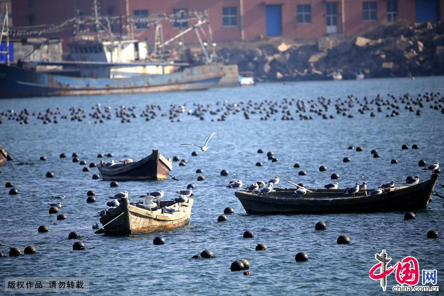 渔船和海鸥也在感受着这冬日里的海景魅力。中国网图片库 成卫东/摄