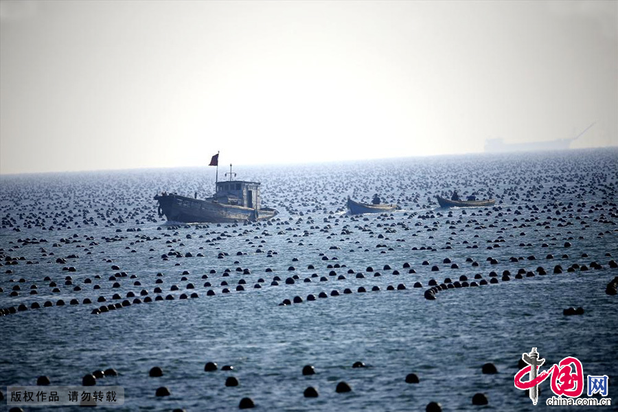 蓝色晶莹的海面上除了偶有海鸥、天鹅游弋飞过，就是一望无际的海水养殖场。中国网图片库 成卫东/摄