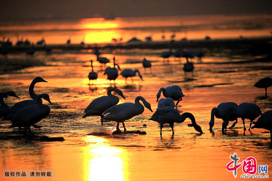 荣成大天鹅自然保护区，东方天鹅王国。清晨觅食的天鹅。中国网图片库 成卫东/摄