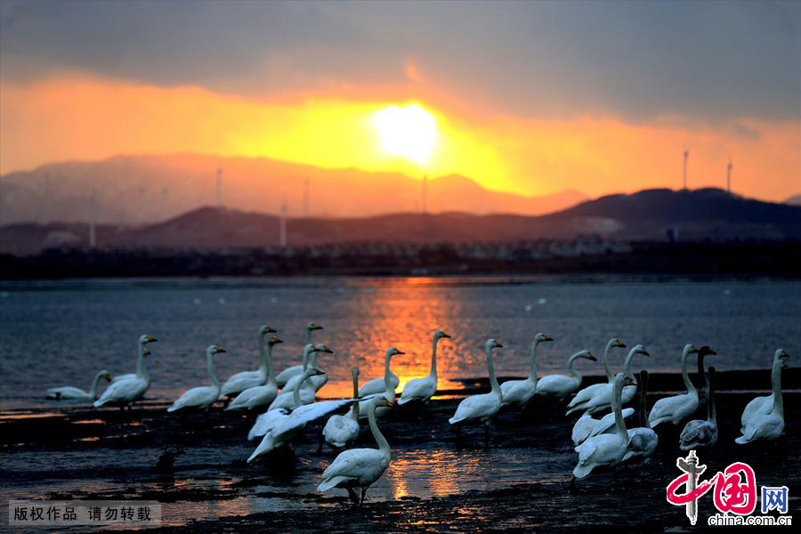 荣成大天鹅自然保护区，世界著名的天鹅越冬栖息地。天鹅湖落日。中国网图片库 成卫东/摄