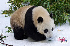在美国圣地亚哥动物园出生的大熊猫“云子”将于1月11日回到家乡四川，开启新生活。届时，“云子”将入住中国保护大熊猫研究中心都江堰基地，成为入住该基地的第一只海归大熊猫。
