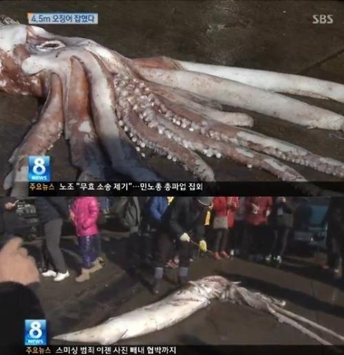 日韩两国渔民分别捕获4米以上巨型墨鱼[组图]