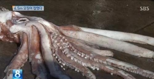 日韩两国渔民分别捕获4米以上巨型墨鱼[组图]