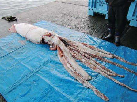 日本新潟县渔民在海湾捕获4米长巨型墨鱼（图）