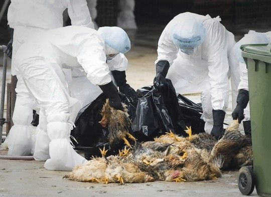 湖北阳新发生一起家禽高致病性禽流感疫情